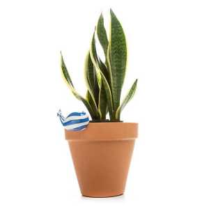Big Blue Pot Climber