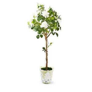 Cameo 52'' Potted Rose Topiary