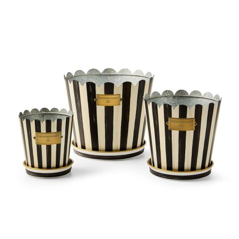 Courtly Stripe Pots & Saucers, Set of 3